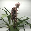 Cymbidium magic vogel